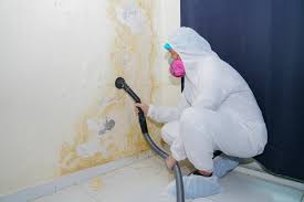 Best Black Mold Removal  in Stedman, NC